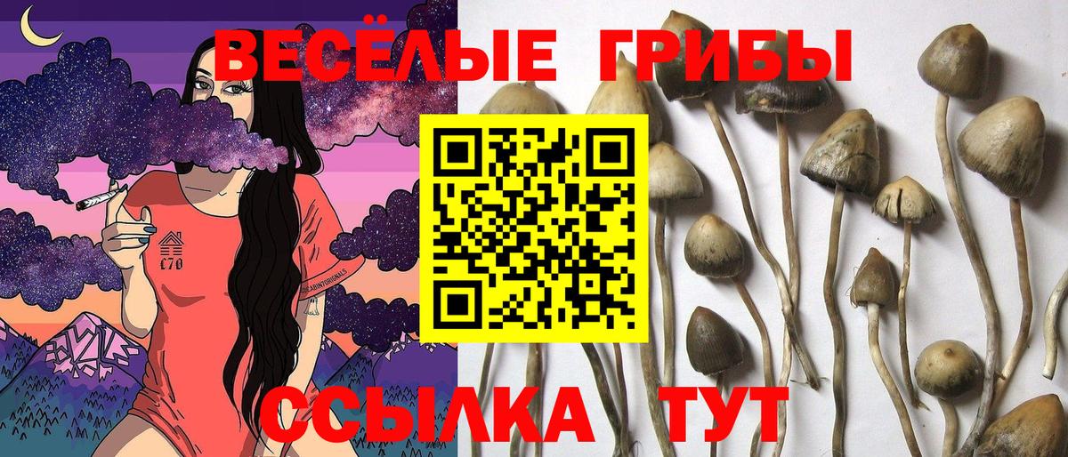 Псилоцибиновые грибы мицелий  Псилоцибиновые грибы мицелий  Усть-Илимск  Вход с VPN 